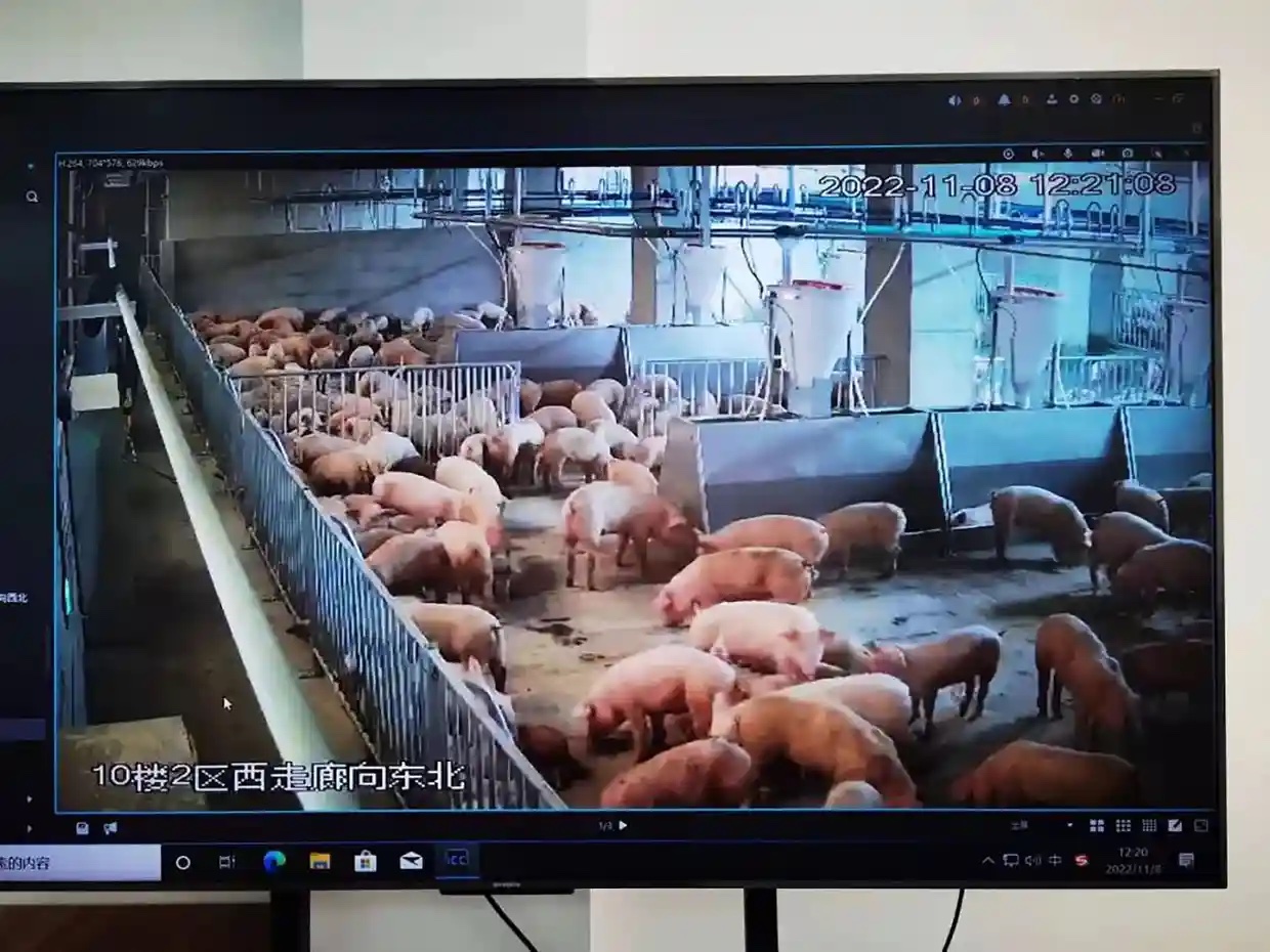 Pig Factory